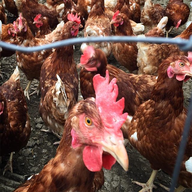 Woher kommt dieser kritische Blick, wenn ich Eier beim Biobauern kaufe?! #Rottenmann #bio #chicken