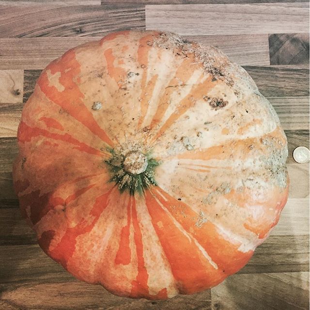 Das ist schon ein kleiner Gelber Zentner…#pumpkin #kuerbis #gelberzentner #styria #food