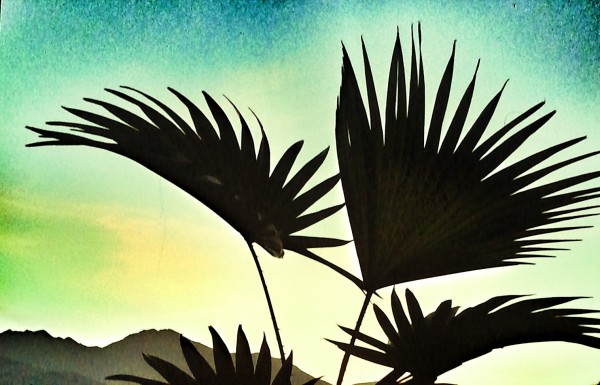 Palmenschatten