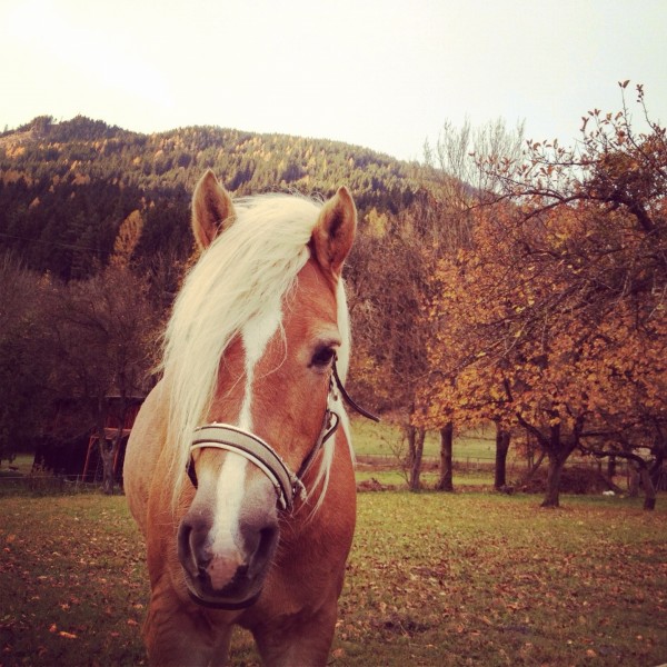 Ein Pferd im Herbst