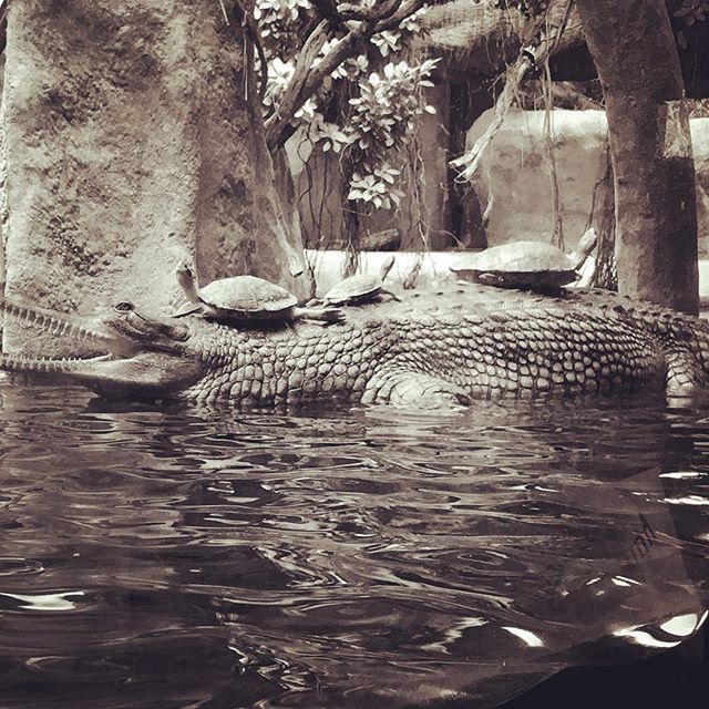 Mitreisende#prague #praguezoo #zoo #crocodile #turtle #turtlepower #latergram #animals #blackandwhite #schifffahrt #goingbycrocodile