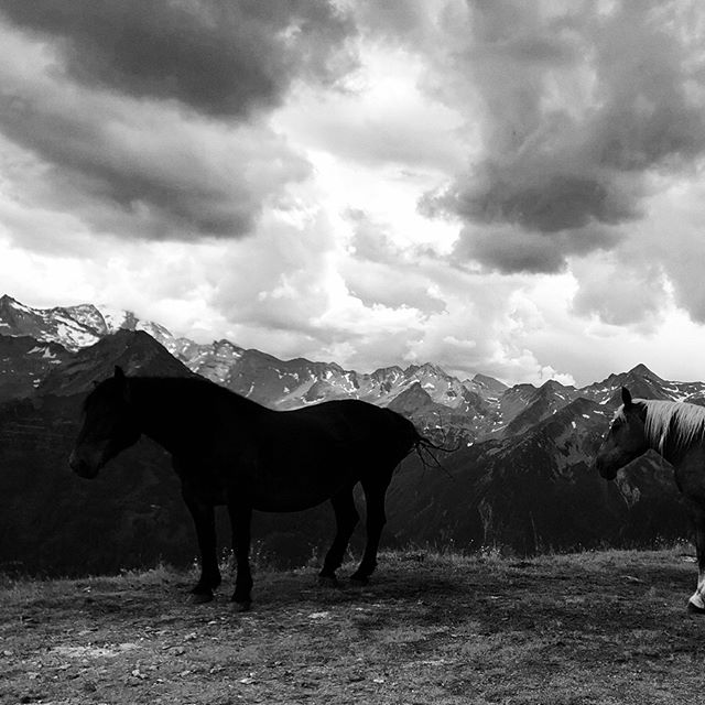 Horses and mountains.