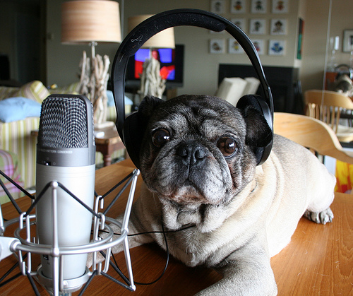 Roscoe Considers Recording a Podcast von zoomar